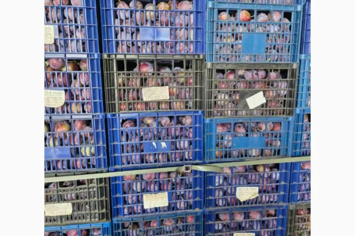 Продается слива сорта Кабардинка оптом от 10 тонн в Черновцах- фото № 2