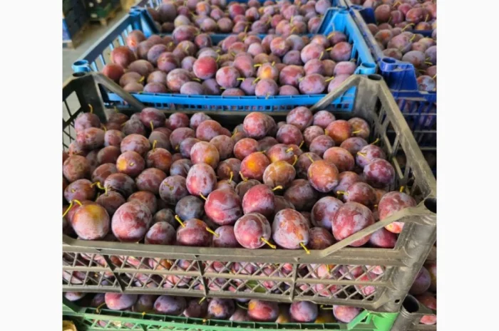 Продается слива сорта Кабардинка оптом от 10 тонн в Черновцах- фото № 3