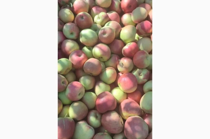 Продам яблука- фото № 18