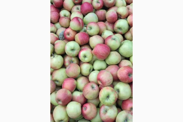 Продам яблука- фото № 17