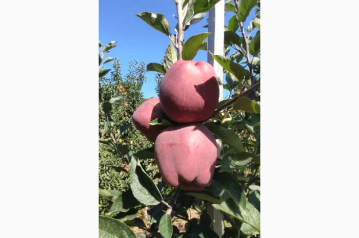 Продам яблука- фото № 15