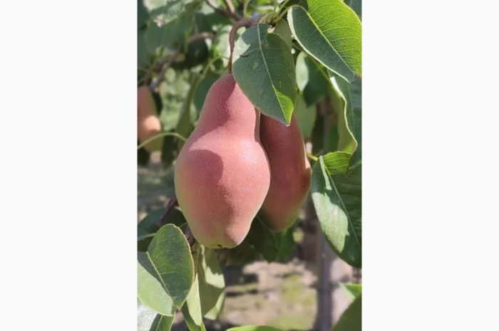 Продам яблука- фото № 14