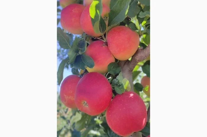 Продам яблука- фото № 13