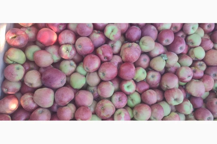 Продам яблука- фото № 12