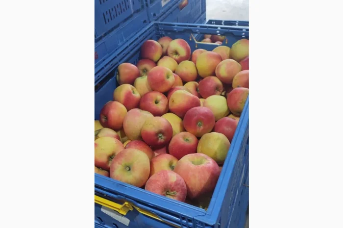 Продам яблука- фото № 2