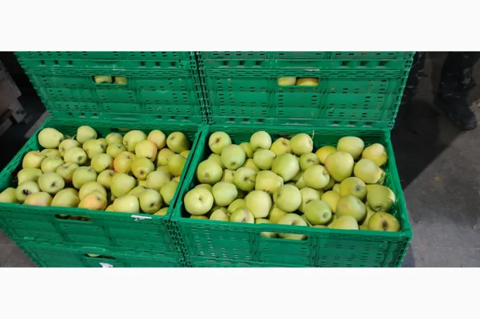 Продам яблука- фото № 10