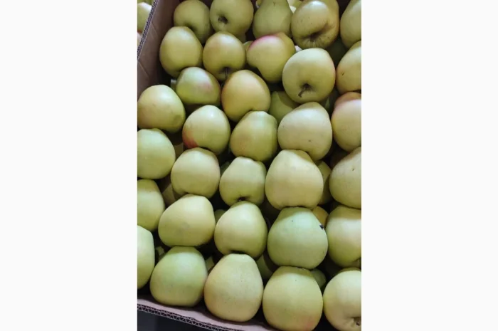 Продам яблука- фото № 6