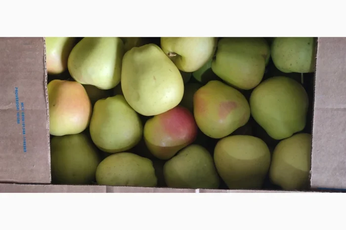 Продам яблука- фото № 4