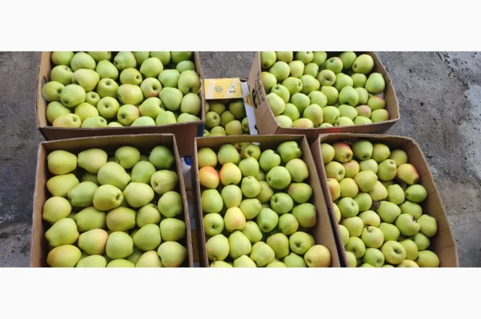 Продам яблука- фото № 3