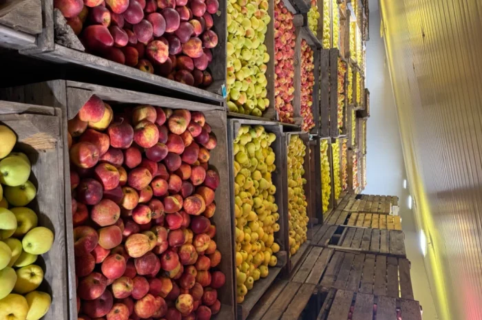 Продам яблука Екстра класу- фото № 3