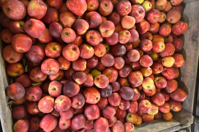 Продам яблука Екстра класу- фото № 4