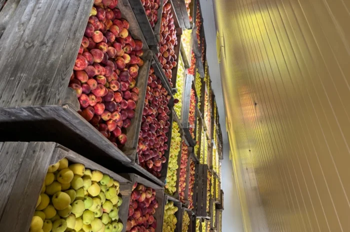 Продам яблука Екстра класу- фото № 5