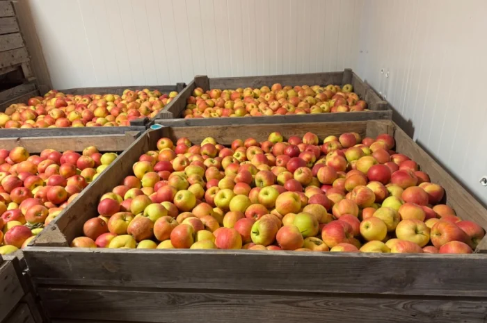 Продам яблука Екстра класу- фото № 6