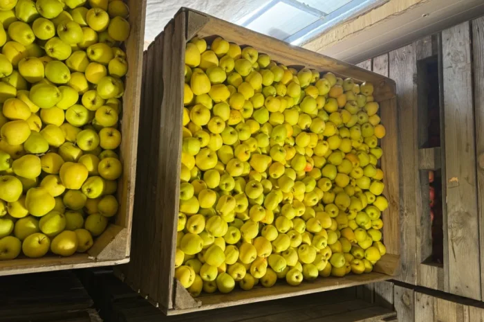 Продам яблука Екстра класу- фото № 7