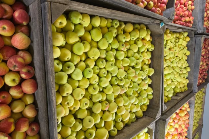 Продам яблука Екстра класу- фото № 1