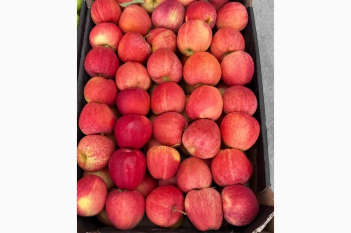 Продам яблука- фото № 2