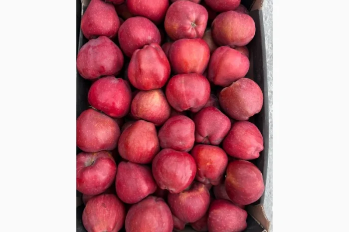 Продам яблука- фото № 5