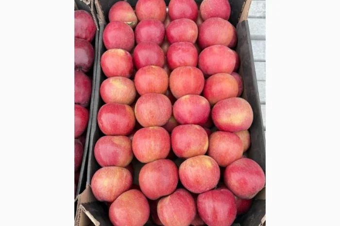 Продам яблука- фото № 7