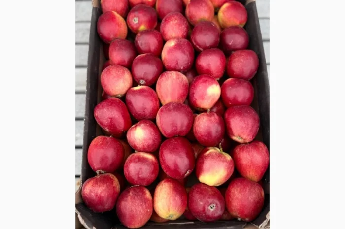 Продам яблука- фото № 8