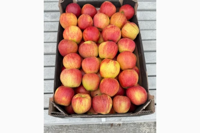 Продам яблука- фото № 9