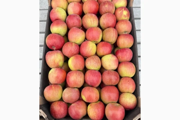 Продам яблука- фото № 10