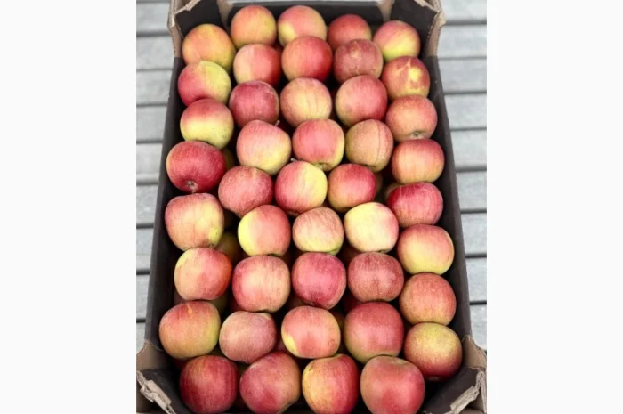 Продам яблука- фото № 11