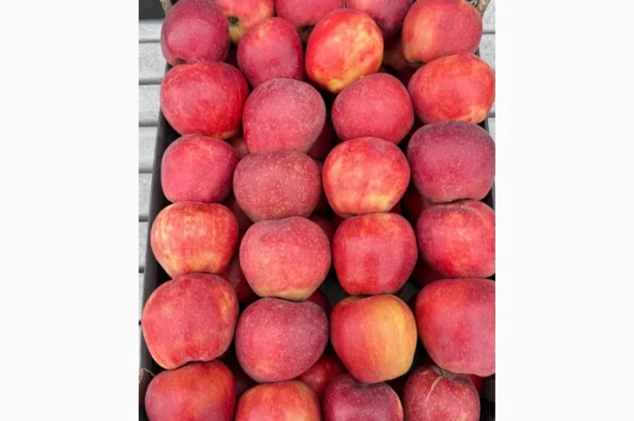 Продам яблука- фото № 12