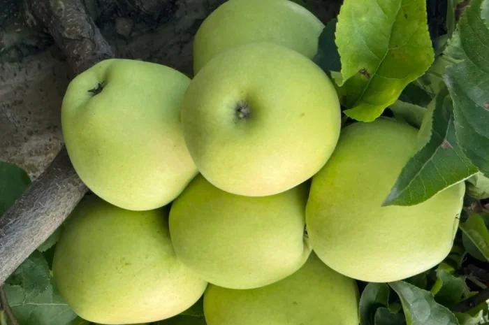 Продам яблука- фото № 1