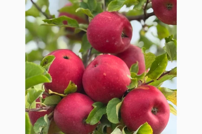 Продам яблука- фото № 3