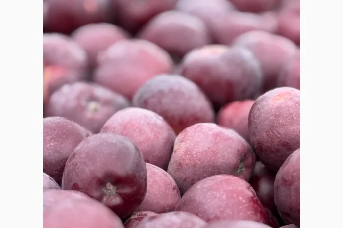 Продам яблука- фото № 4