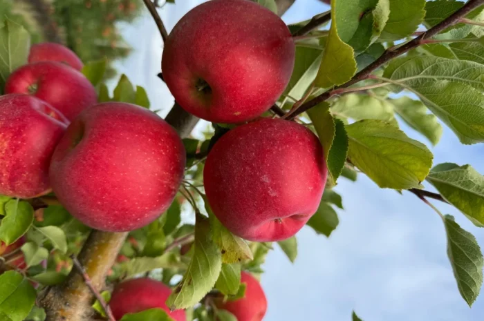 Продам яблука- фото № 5