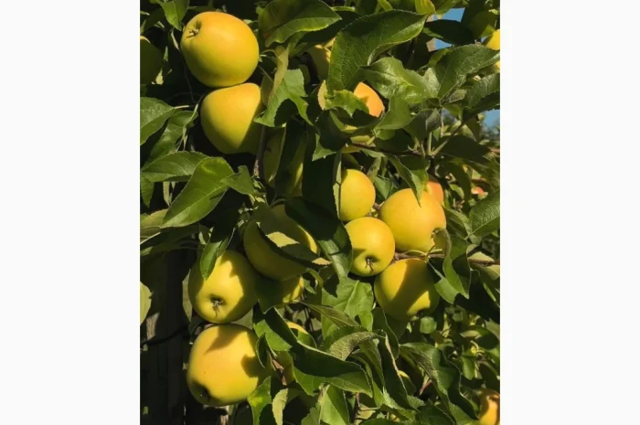 Продам яблуневий сад- фото № 1