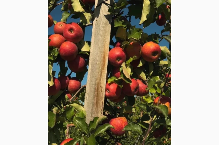 Продам яблуневий сад- фото № 2