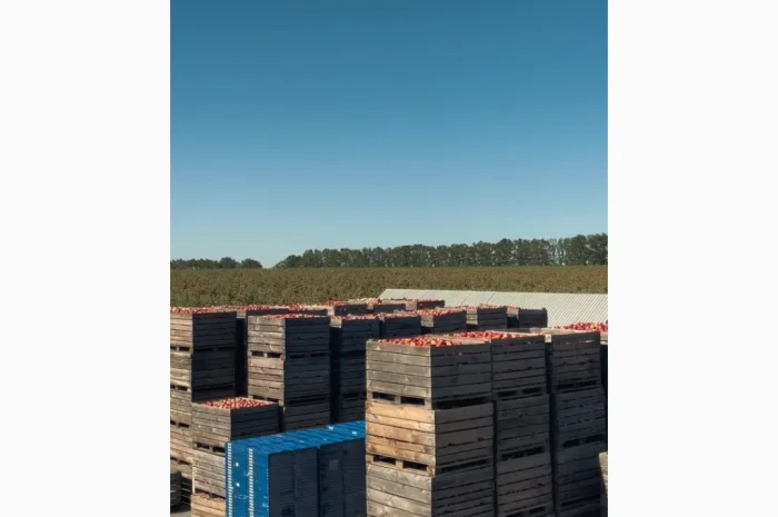 Продам яблуневий сад- фото № 3