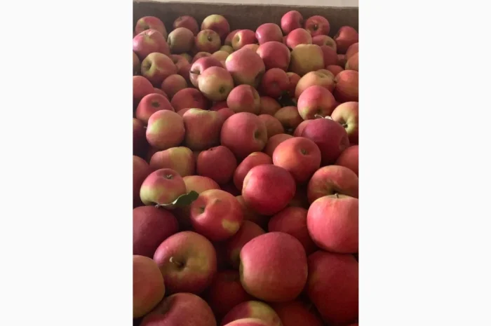 Продам яблука- фото № 4