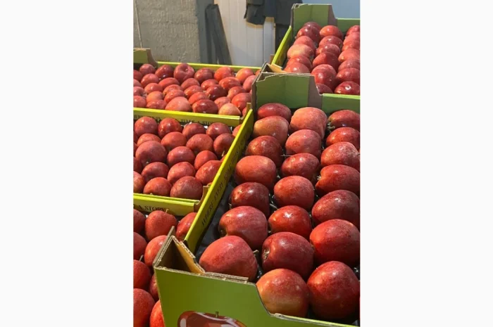 Продам яблука- фото № 5