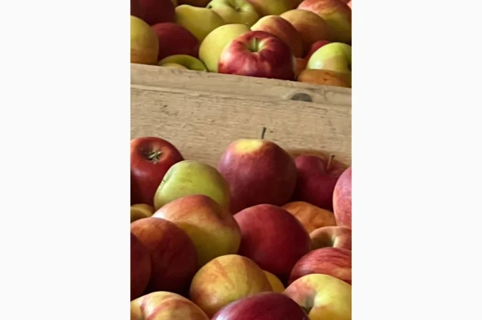 Продам яблука- фото № 7