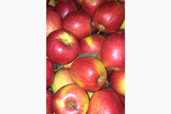 Продам яблука- фото № 8