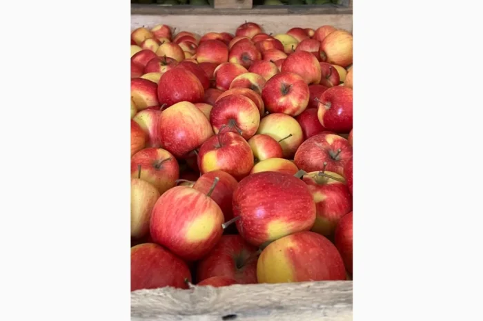 Продам яблука- фото № 9