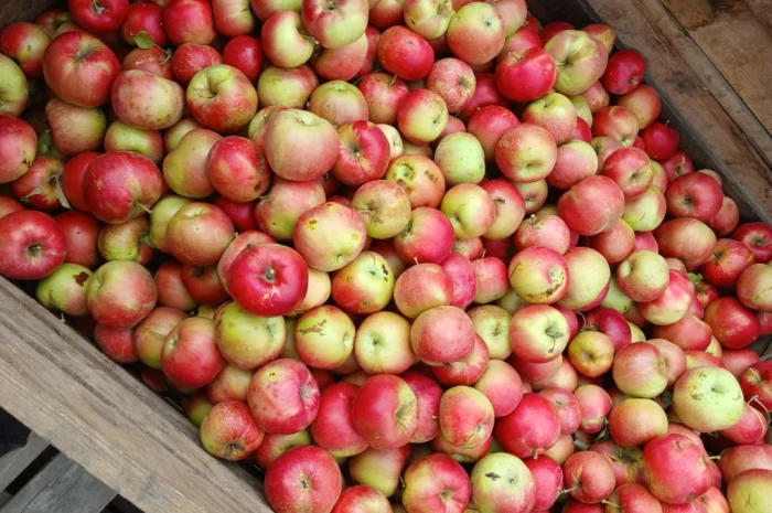 Продам Яблука з холодильника- фото № 1