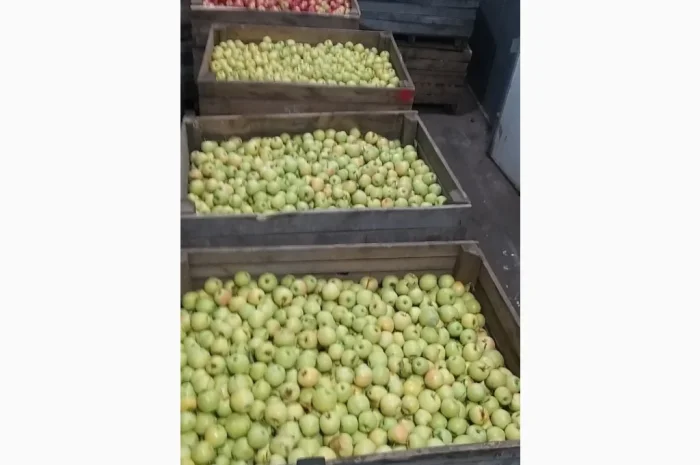 Продам Яблука з холодильника- фото № 2