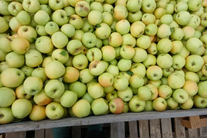 Продам Яблука з холодильника- фото № 3