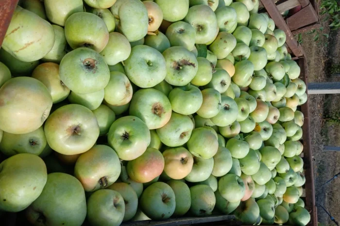 Продам Яблука з холодильника- фото № 4