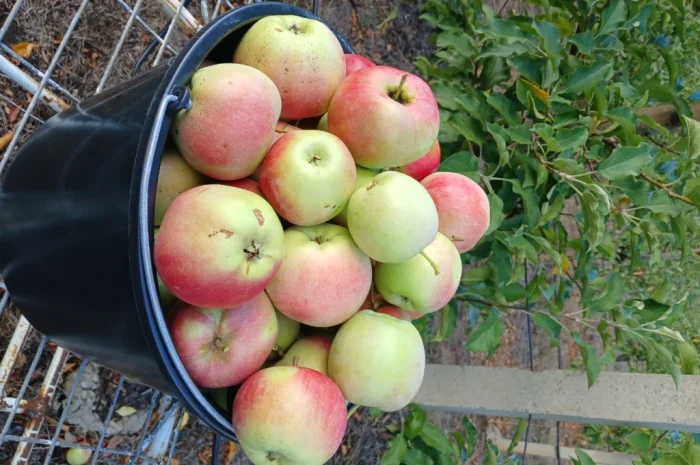 Продам Яблука з холодильника- фото № 6