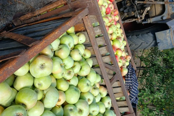 Продам Яблука з холодильника- фото № 7