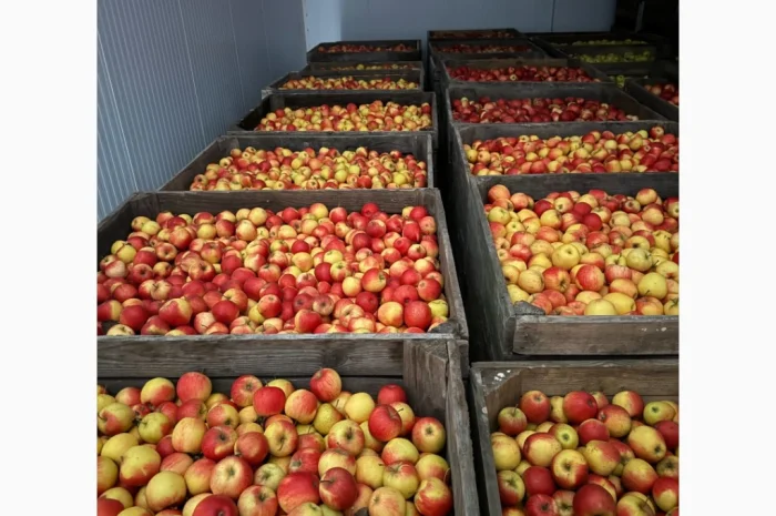 Продам яблука фрешовані з холодильника оптом- фото № 1