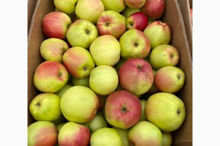 Продам яблука фрешовані з холодильника оптом- фото № 2