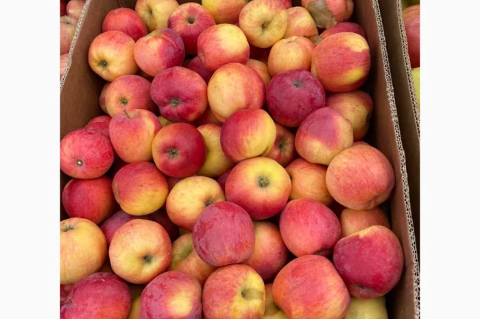 Продам яблука фрешовані з холодильника оптом- фото № 3