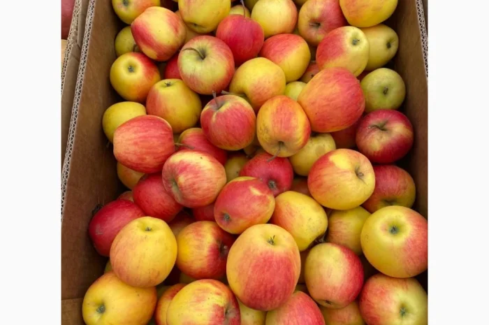 Продам яблука фрешовані з холодильника оптом- фото № 4