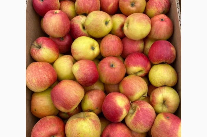 Продам яблука фрешовані з холодильника оптом- фото № 5